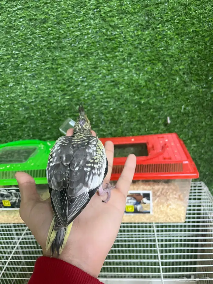 فروخ كروان هدد نهاية غر 2