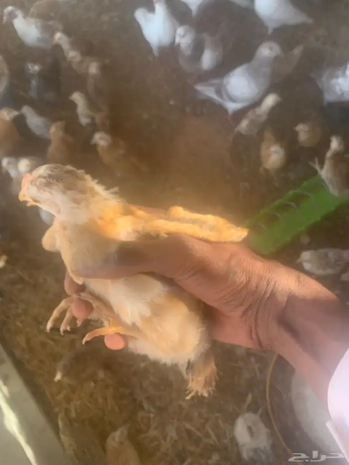 صوص دجاج العمر شهرين 4