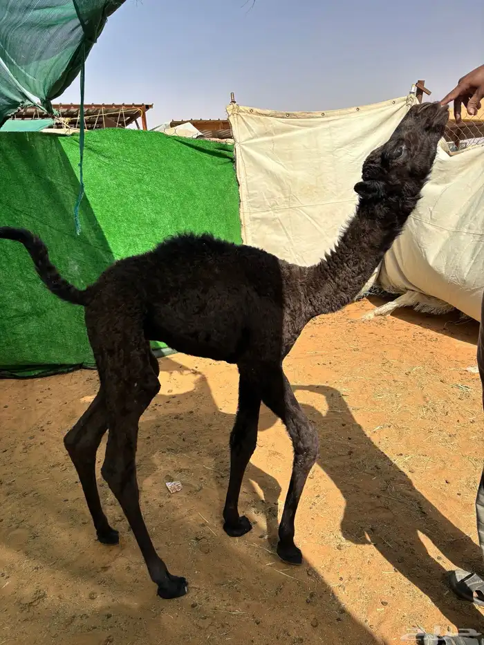 حوار ضيار او تربية 0
