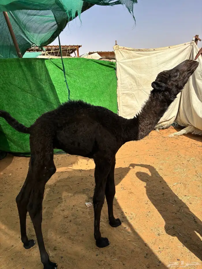 حوار ضيار او تربية 1
