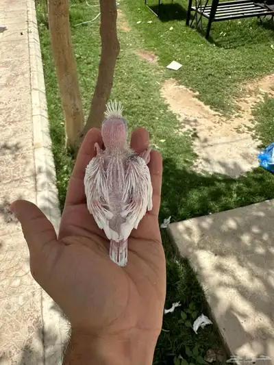 فروخ كروان 4 حبات كل حبه لها تصنيف لمحبين الهدد 1