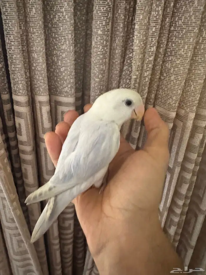 روز الليف تم البيع 0