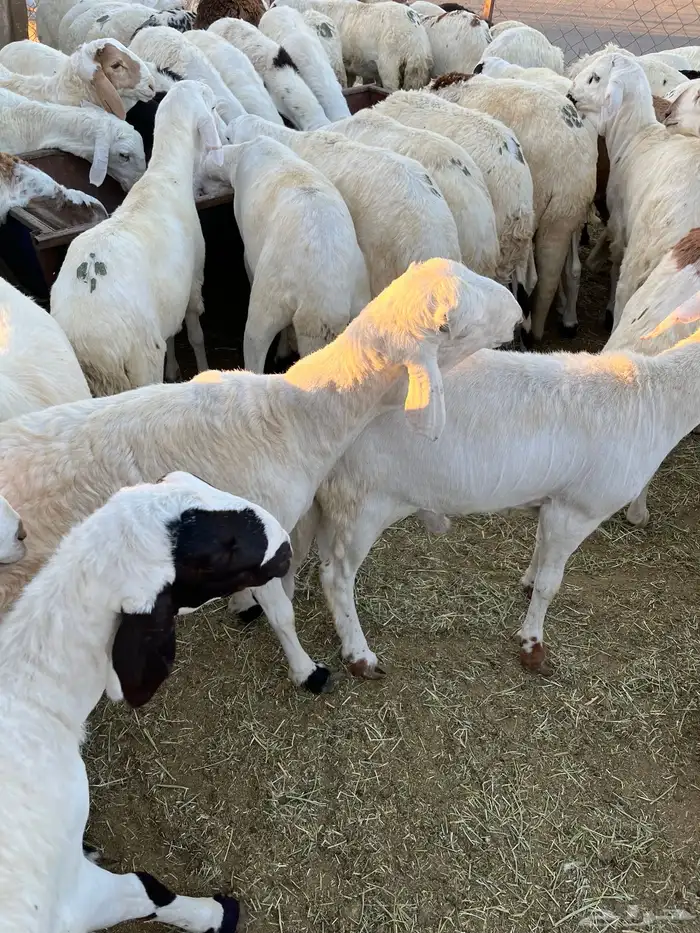 سواكن بيض جذعان 0