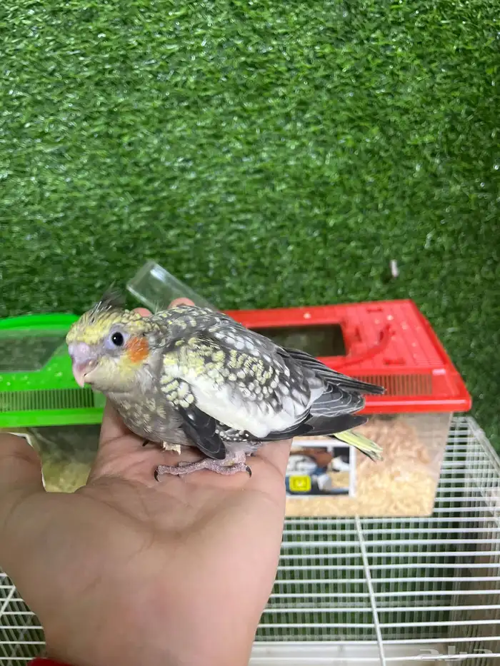 فروخ كروان هدد نهاية غر 1