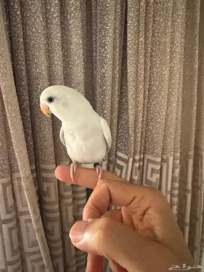 روز الليف تم البيع 8