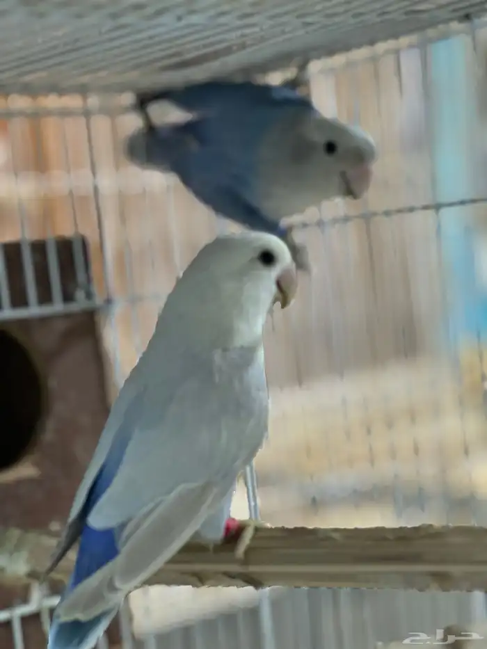 جو. روز مع عياله 2