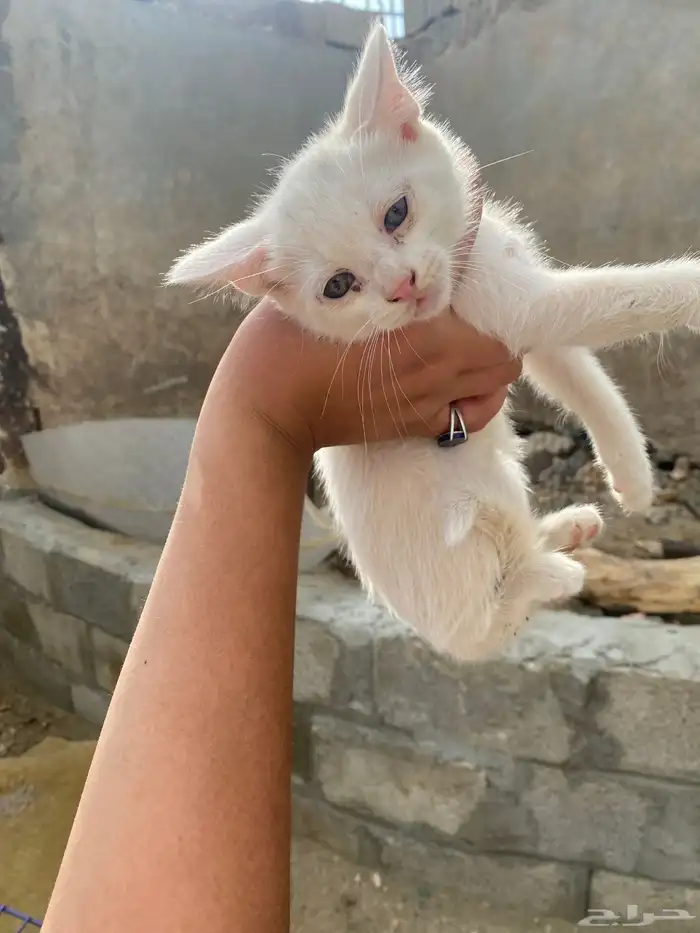 بساس ودك تخذها كله ول نخذ وحده ولا ثنتين ايشي 13