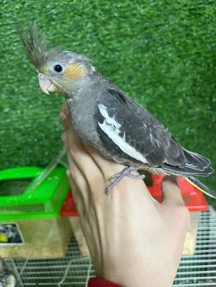 فروخ كروان هدد نهاية غر 3