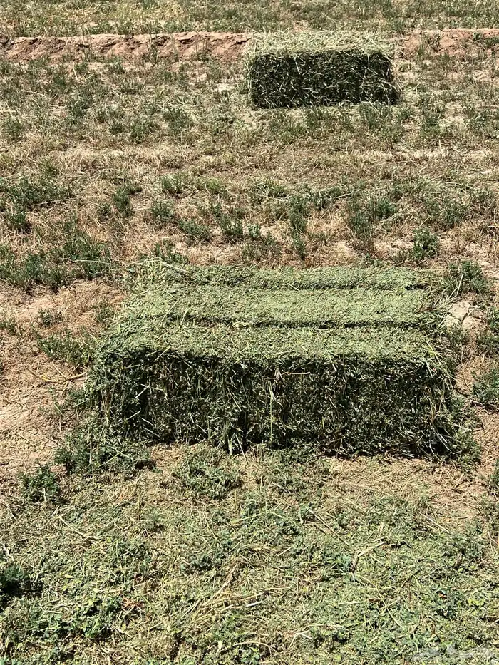 القصيم المذنب 5