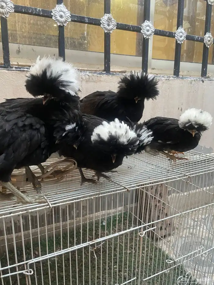 بولش فاخر 0