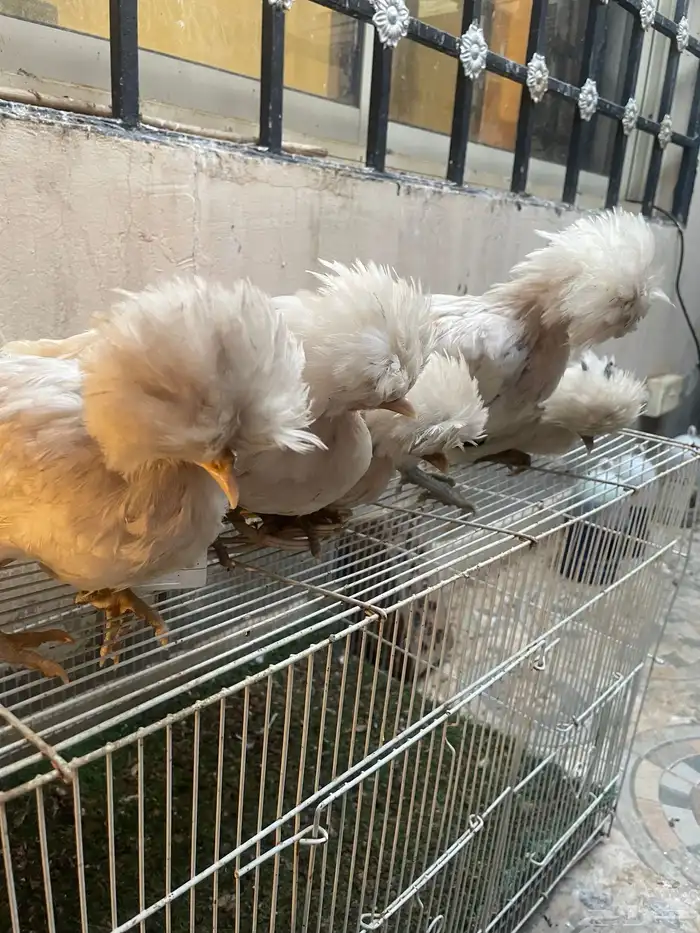 بولش فاخر 3