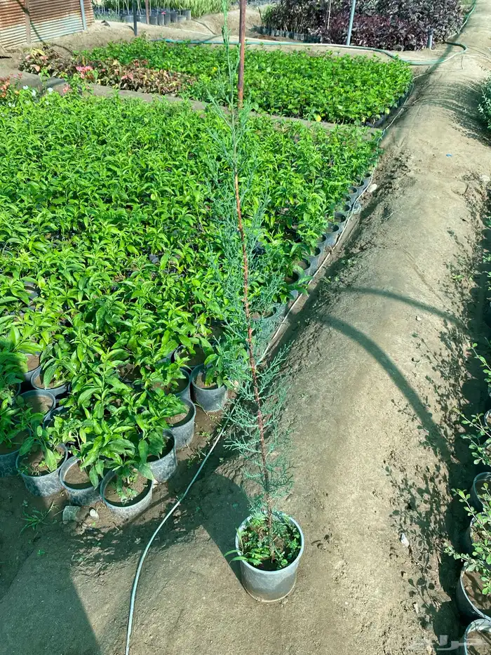 شتلات ظل وزينة بالجملة فقط 9