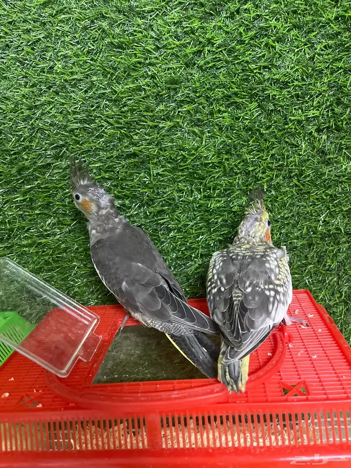 فروخ كروان هدد نهاية غر 5