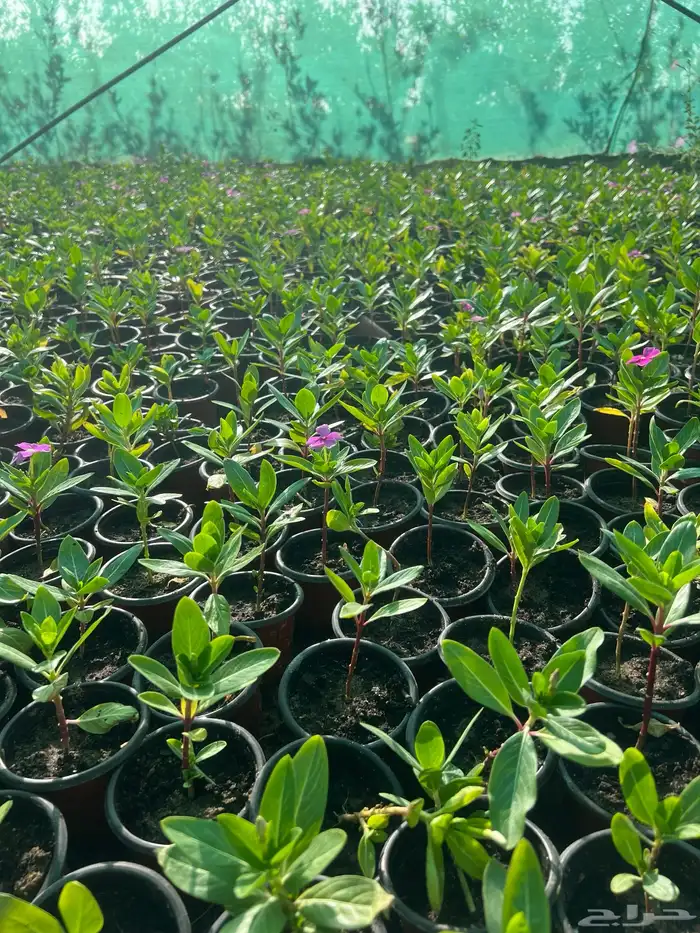 عرض اشجار وشتلات 6