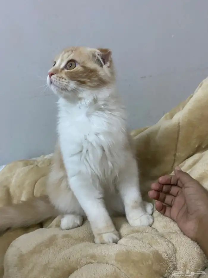 قط ذكر للبيع على السوم 1