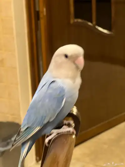 روز هدد داخلي اليف 2
