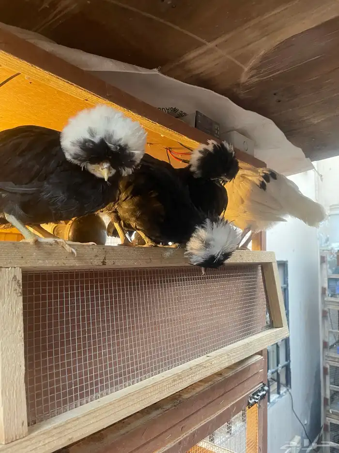 بولش فاخر 8