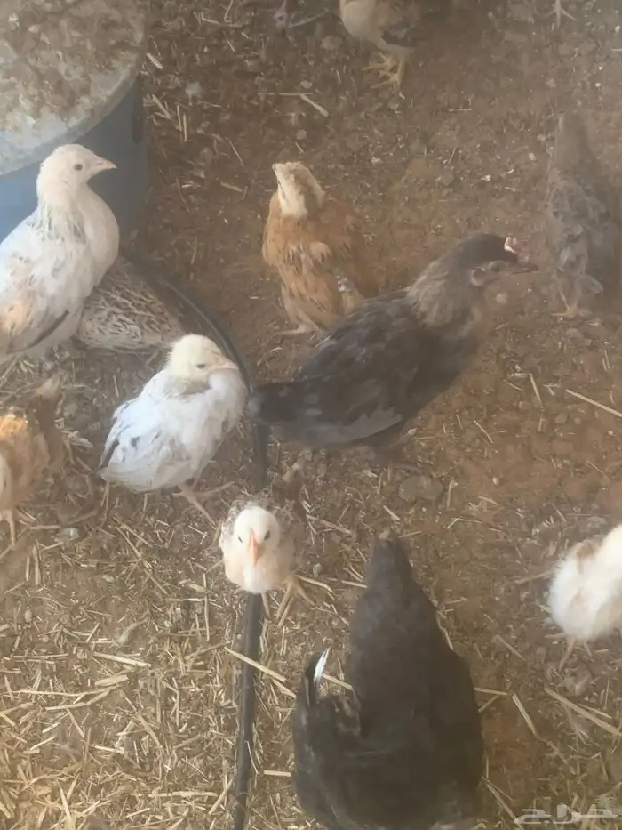 صوص دجاج العمر شهرين 1