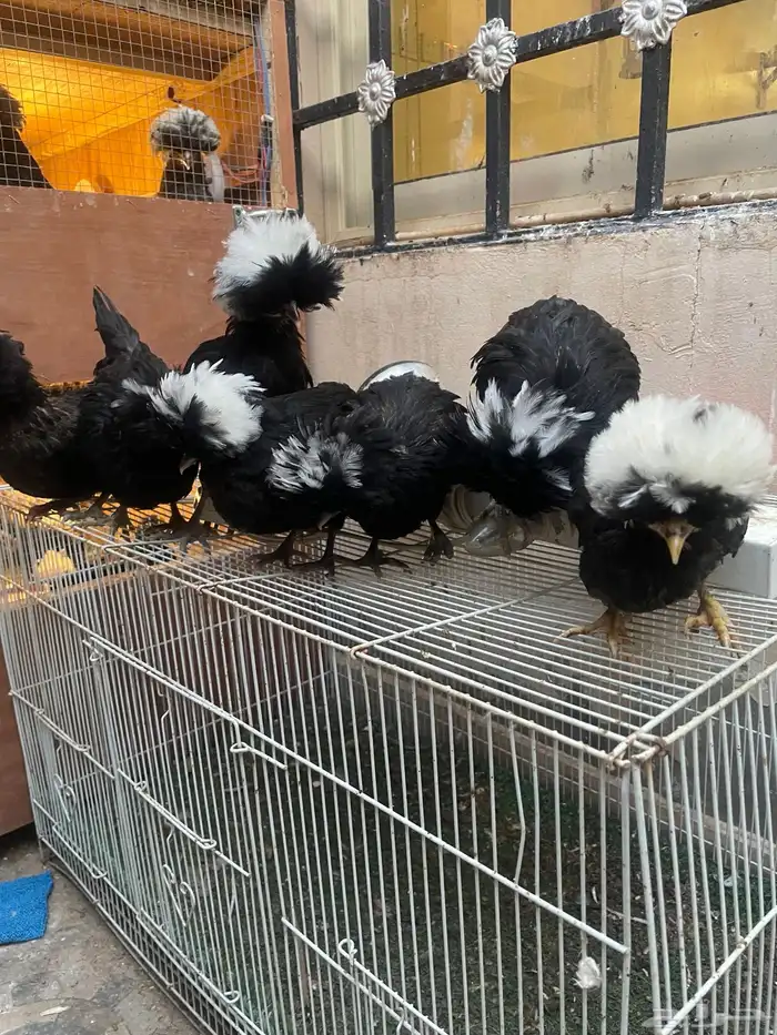 بولش فاخر 7