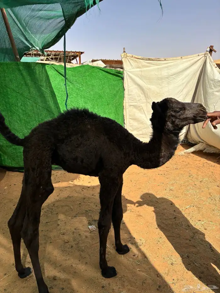 حوار ضيار او تربية 3