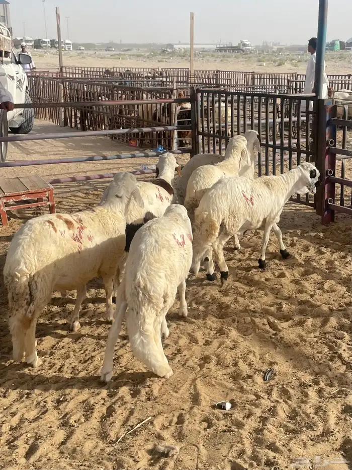 سواكني 0