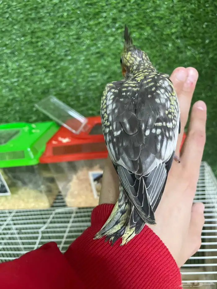 فروخ كروان هدد نهاية غر 0