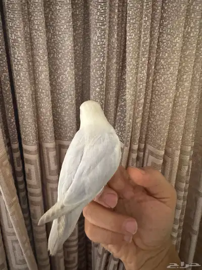 روز الليف تم البيع 4