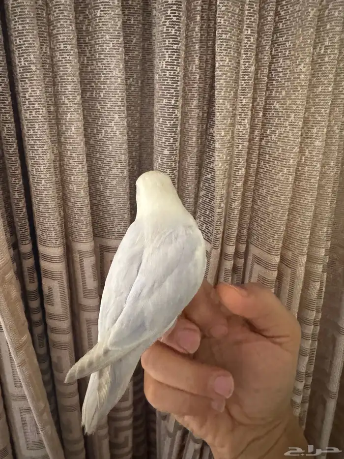 روز الليف تم البيع 4