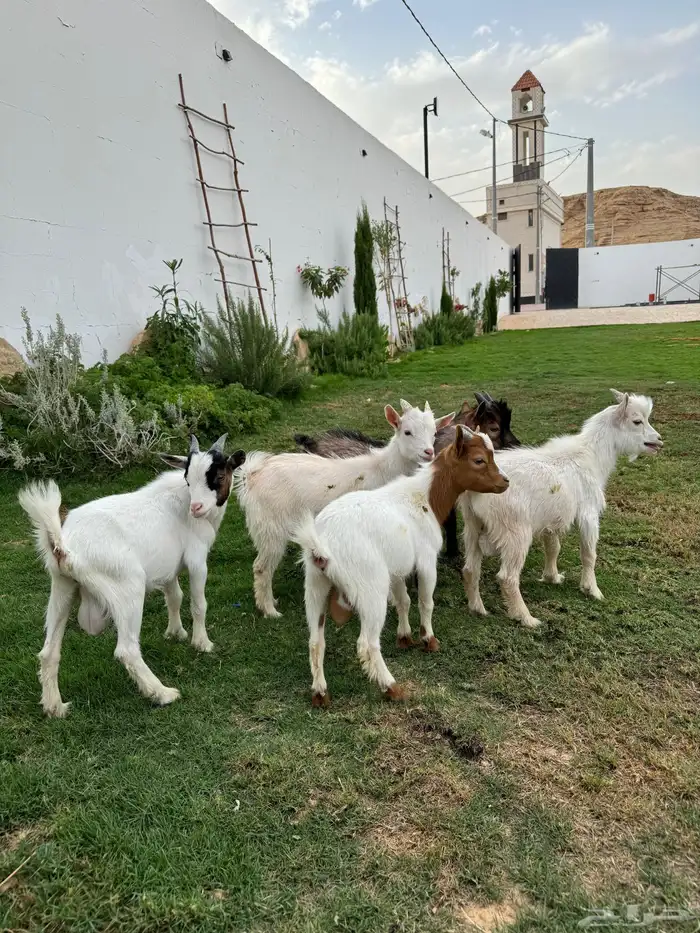 ماعز قزمي 4