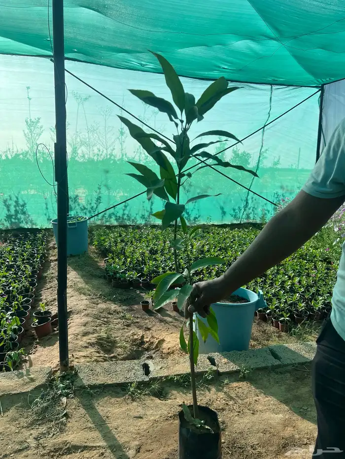 عرض اشجار وشتلات 1