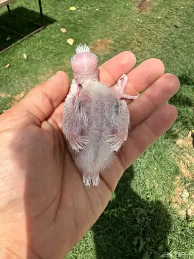 فروخ كروان 4 حبات كل حبه لها تصنيف لمحبين الهدد 3