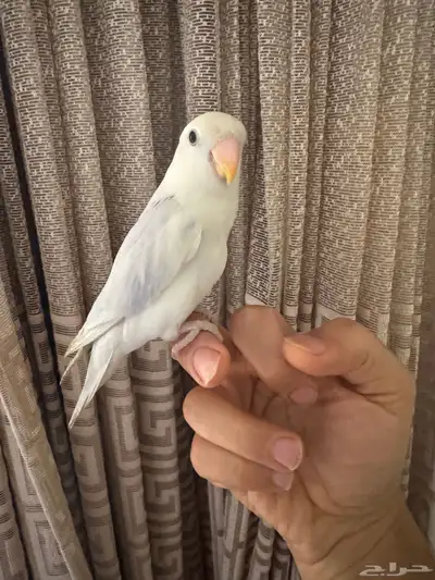 روز الليف تم البيع 5