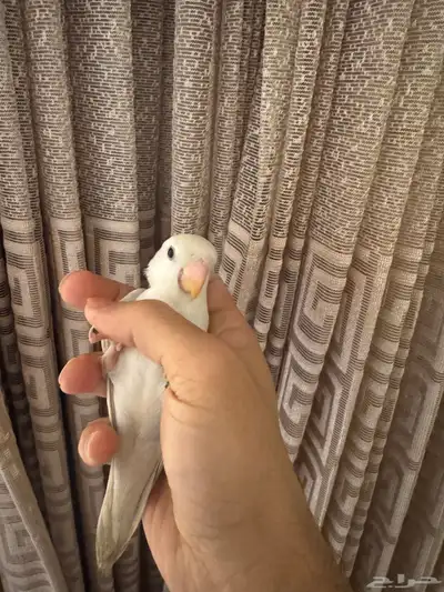 روز الليف تم البيع 2