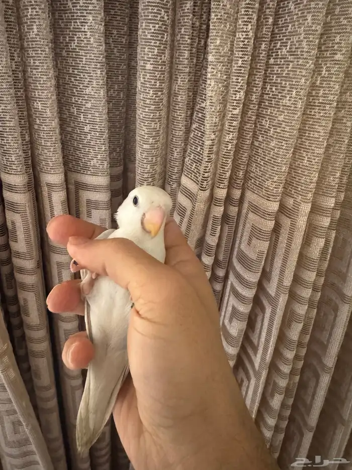 روز الليف تم البيع 2