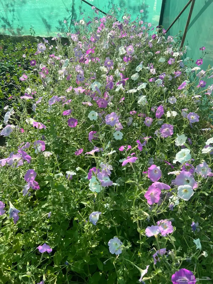 عرض اشجار وشتلات 5