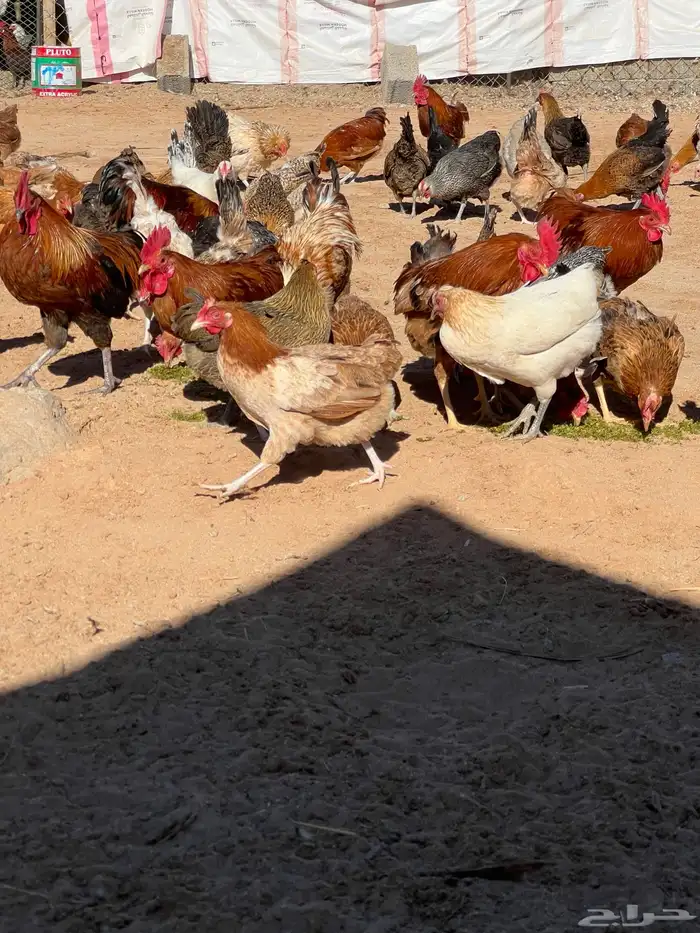 دجاج بياض وصيصان 7