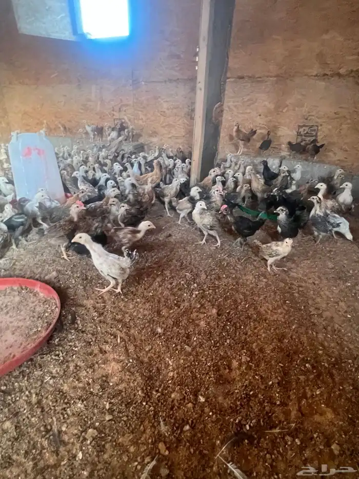 دجاج بياض وصيصان 0