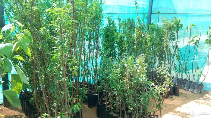اشجار خوخ تفاح ومشمش 0