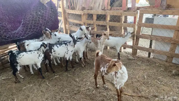 جنوبيات و بيشيات .. جفار جيل تب التب تم البيع 3