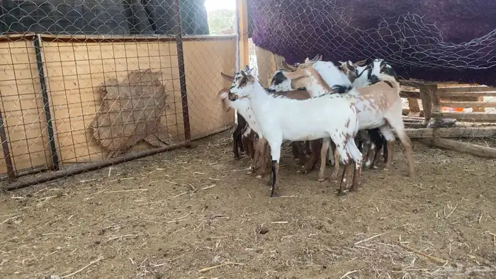 جنوبيات و بيشيات .. جفار جيل تب التب تم البيع 1
