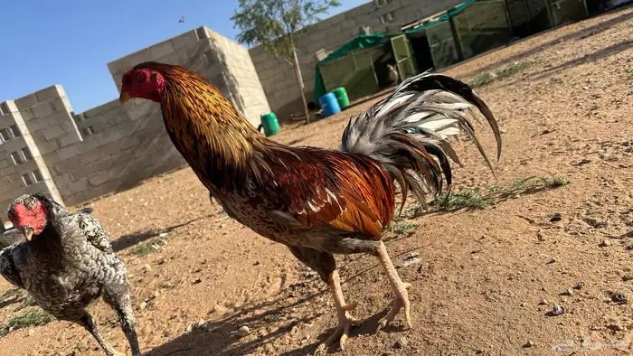 طقم يوكو 4