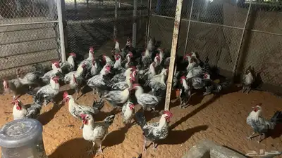 ديكة فيومي سوبر جامبو تم البيع 1