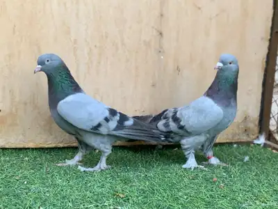 حمام تركي 3