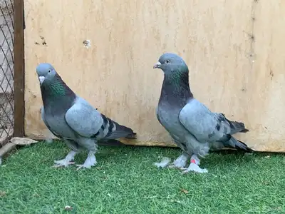 حمام تركي 4