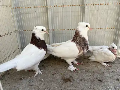 ابراني مطوق بانتاجه 0