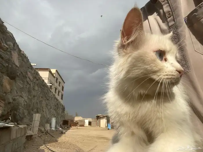 بساس ودك تخذها كله ول نخذ وحده ولا ثنتين ايشي 14