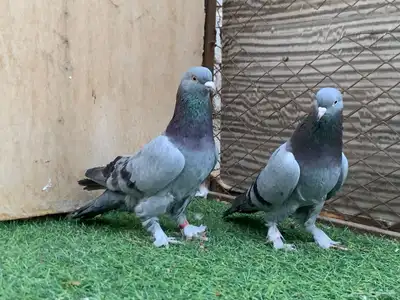 حمام تركي 0