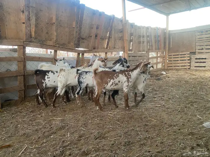 جنوبيات و بيشيات .. جفار جيل تب التب تم البيع 6