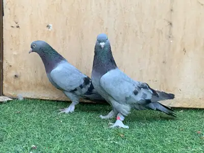 حمام تركي 2