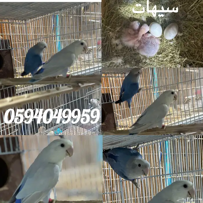 جو. روز مع عياله 0
